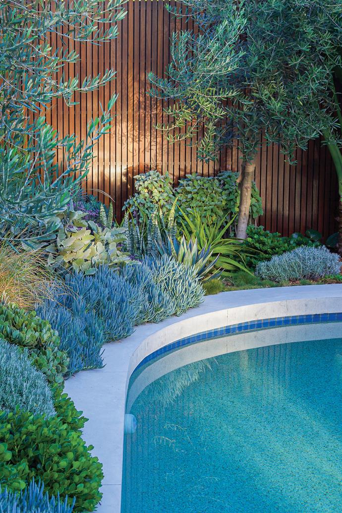 The fluid form of the concrete swimming pool is echoed by the tight mounds of Carissa 'Desert Star', Helichrysum italicum and Crassula 'Bluebird'.