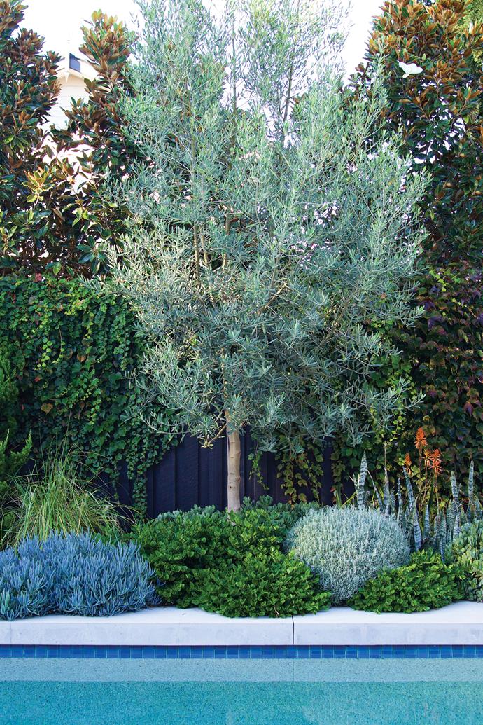 Beside the pool, an olive tree (*Olea europaea 'Tolley's Upright'*) is underplanted with grasses and succulents, including Pennisetum 'Nafray', Carissa macrocarpa 'Desert Star', curry plant (*Helichrysum italicum*), Crassula 'Bluebird', blue chalksticks (*Senecio mandraliscae*), snake plant (*Sansevieria trifasciata green*) and Aloe 'Copper Shower'. Boston ivy (*Parthenocissus veitchii*) festoons the [Dulux](https://www.dulux.com.au/|target="_blank"|rel="nofollow") Black fence.