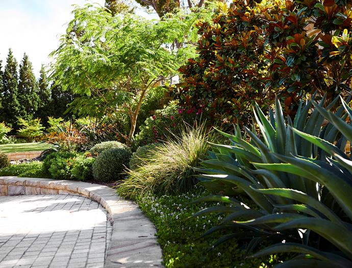 Agave desmettiana, Magnolia 'Teddy Bear'  and Lomandra 'Tanika' are among the contrasting foliage textures in [this sprawling family garden](https://www.homestolove.com.au/multigenerational-garden-design-22481|target="_blank").