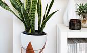 10 plant stands that put your greenery on show
