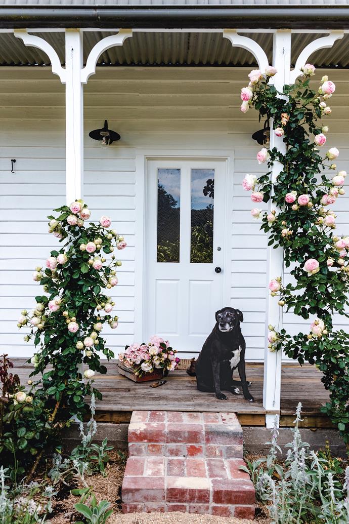 Brick steps lead up to the gorgeous verandah of [Little Oak](https://www.homestolove.com.au/little-oak-garden-tasmania-23977|target="_blank"), a home and garden in Cygnet, Tasmania, which is fringed with climbing pink roses. Black labrador-cross, Wednesday, sits here with a basket freshly picked.