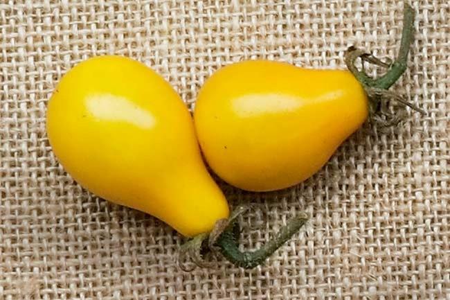 **Yellow pear** | Also known as corn seed tomatoes, these little guys originated in Europe in the 19th century.  Their low acidity and sweet, tangy flavour make them perfect for pickling.