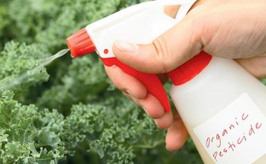 How to make organic pesticide