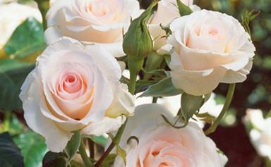 From aphids to black spot: How to deal with 5 annoying rose pests