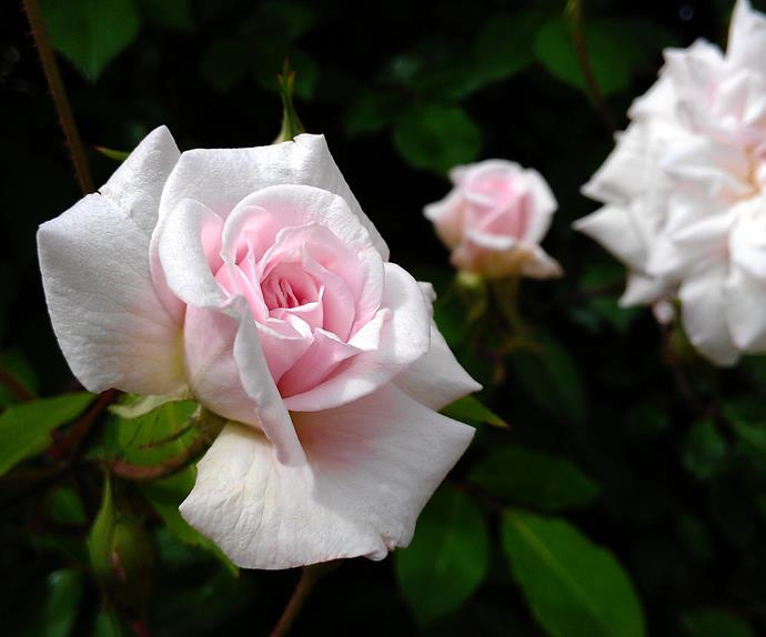 Plant guide: Cecile Brunner rose | Homelife