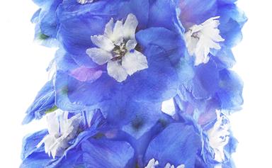7 most beautiful blue flowers