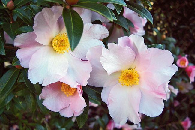 Single C. pitardii is one of the parents of modern camellias. 
