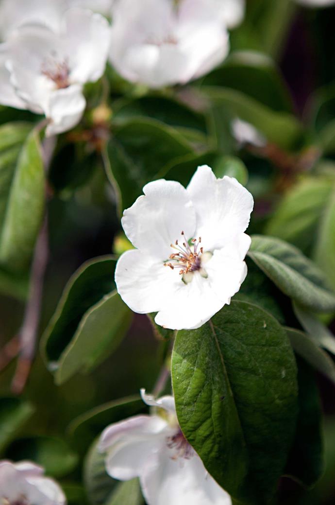 Quince blossom.