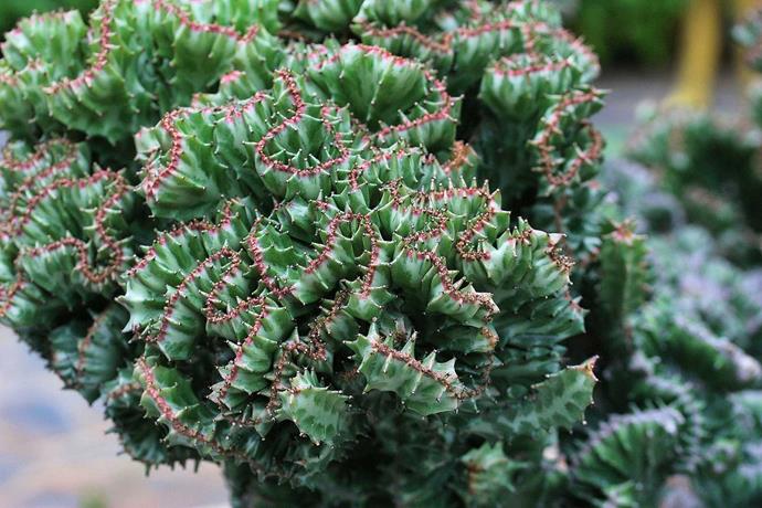 **Euphorbia lactea crest:** This little guy is often called "Rainbow Crest" due to the pinkish tips it gets on its outer leaves. Just be sure you don't accidentally ingest it – all parts of the plant are poisonous when eaten!