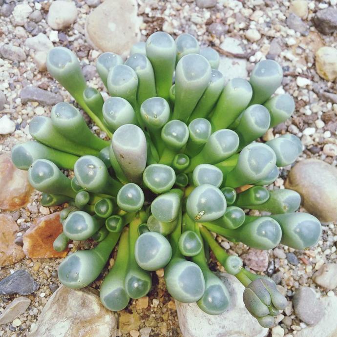 **Fenestraria rhopalophylla:** Although understandably, it's often called Baby Toes colloquially. Each leaf has a little 'window' at the end which allows light in and grows best in super sandy soil.