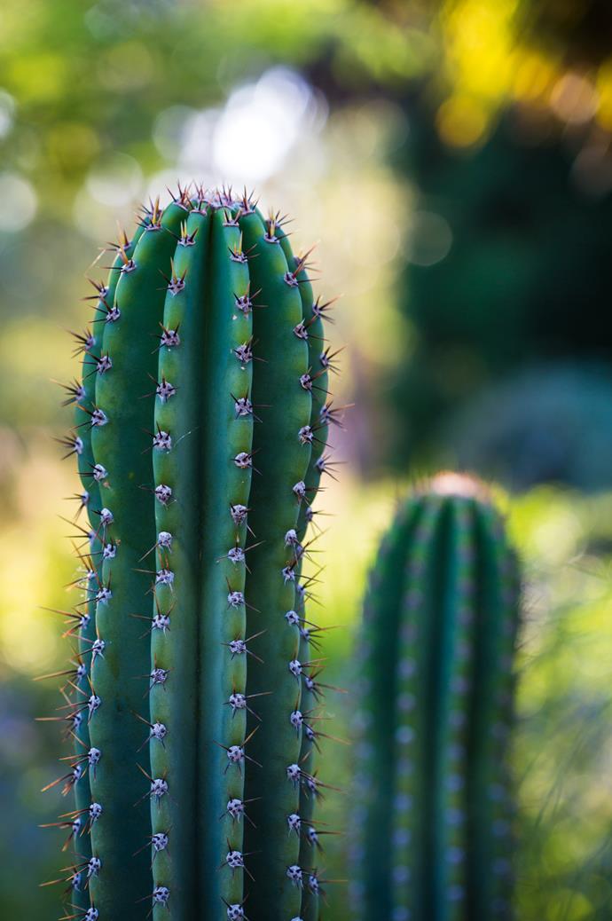Cacti, such as this cereus, are a tough, [low maintenance planting choice](https://www.homestolove.com.au/how-to-create-a-low-maintenance-garden-3147|target="_blank").