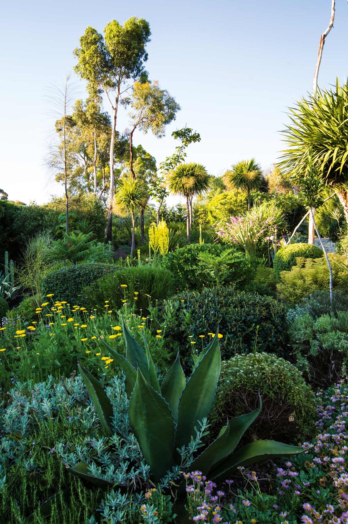 Every inch of this [front garden featuring a variety of succulents](https://www.homestolove.com.au/front-yard-succulent-garden-13749|target="_blank") has been designed to make a statement. Sculptural leaves of Agave and aloe are shaded by overarching date palms, while the trunks of towering eucalypts have been pruned to appear even taller than they actually are. Add flowering cacti and the yellow blooms of Verbascum and the end result is a very captivating tropical garden. *Photo: Claire Takacs*
