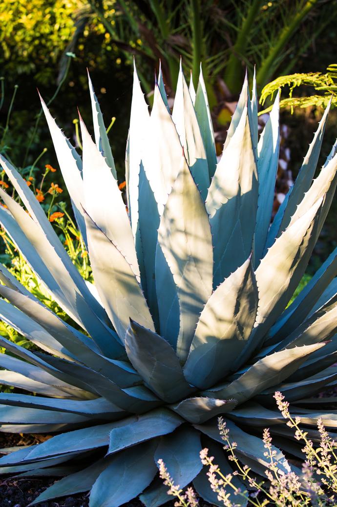 Contrast the sharp, sculpted leaves of Agave parryi by planting softer foliage around its base.