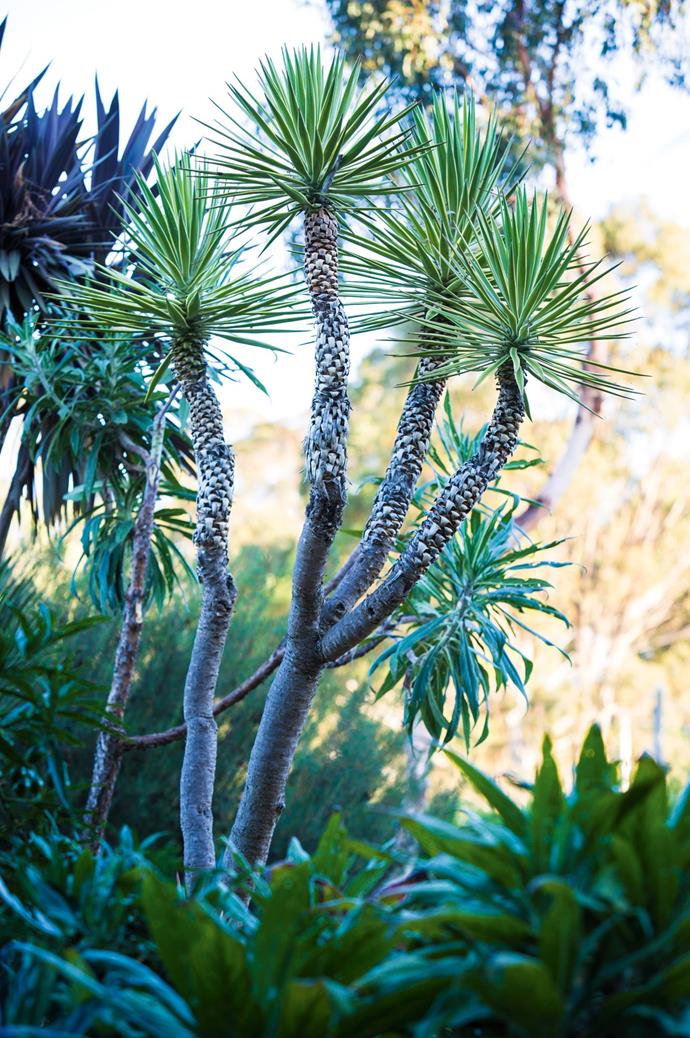 Yuccas and aloes are a favourite of gardeners for their striking architectural shapes and hardiness.