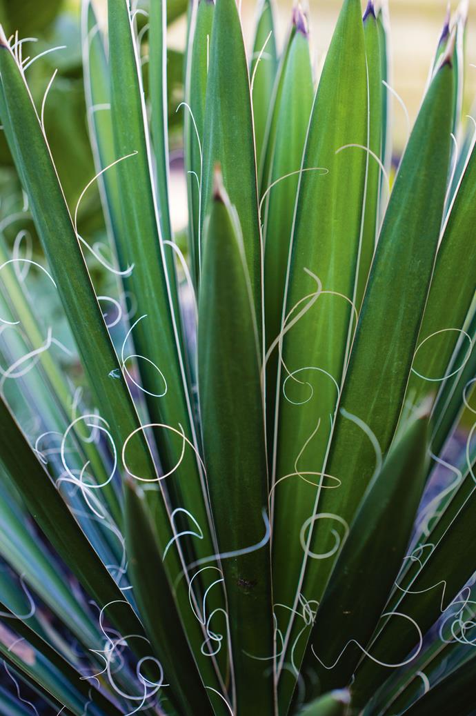 Yucca filifera gets its name from the Latin term for "making threads".