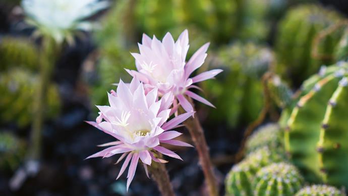 The Echinopsis cactus makes a short but worthwhile flowering appearance, with blooms generally lasting a day or two.
