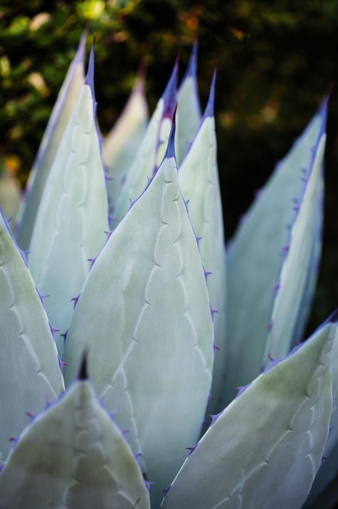 Agave parryi is a strong statement plant, ideal for highlighting a home's entrance.