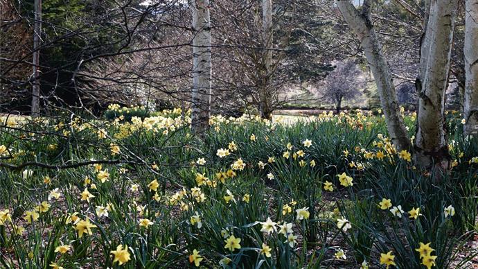 Daffodils naturalise under birch trees; the product of a 16-year-long labour of love.