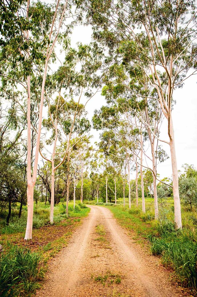 Lemon-scented gums border the driveway to the property.