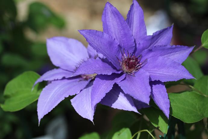 **Clematis:** These climbers belong to the buttercup family and are well known for their ability to grow anywhere at anytime, with brightly coloured blooms. Several species of clematis have lovely, [fragrant flowers](https://www.homestolove.com.au/fragrant-flowers-plants-for-scented-garden-5341|target="_blank"). Plant in a fertile well-drained soil.