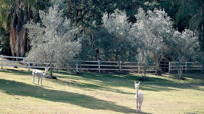 Two pet alpacas, Dotty and Buddy, are the "soul of the farm."