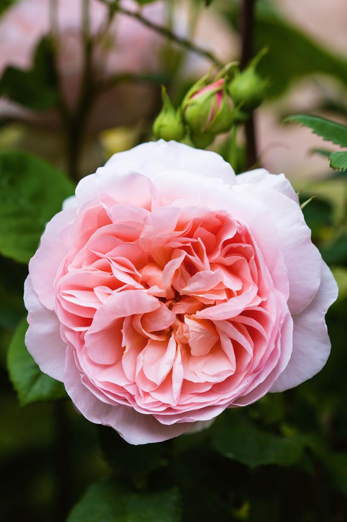 A delicate floribunda rose.