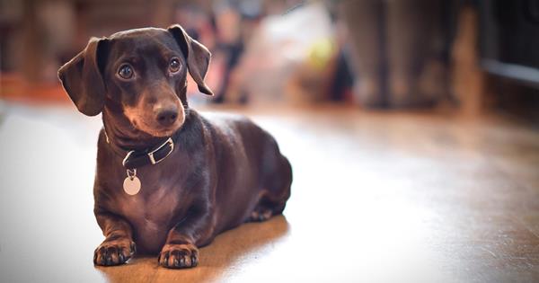 6 best lowmaintenance small dog breeds Homes To Love