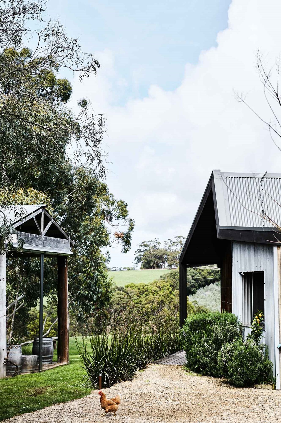 A lone chook explores the grounds of [Hart's Farm](https://www.homestolove.com.au/a-mornington-peninsula-cottage-and-olive-grove-13815|target="_blank"), an olive grove on the Mornington Peninsula. Out-buildings from the farm's former life as a dairy farm have since been extended and converted into guest accommodation.