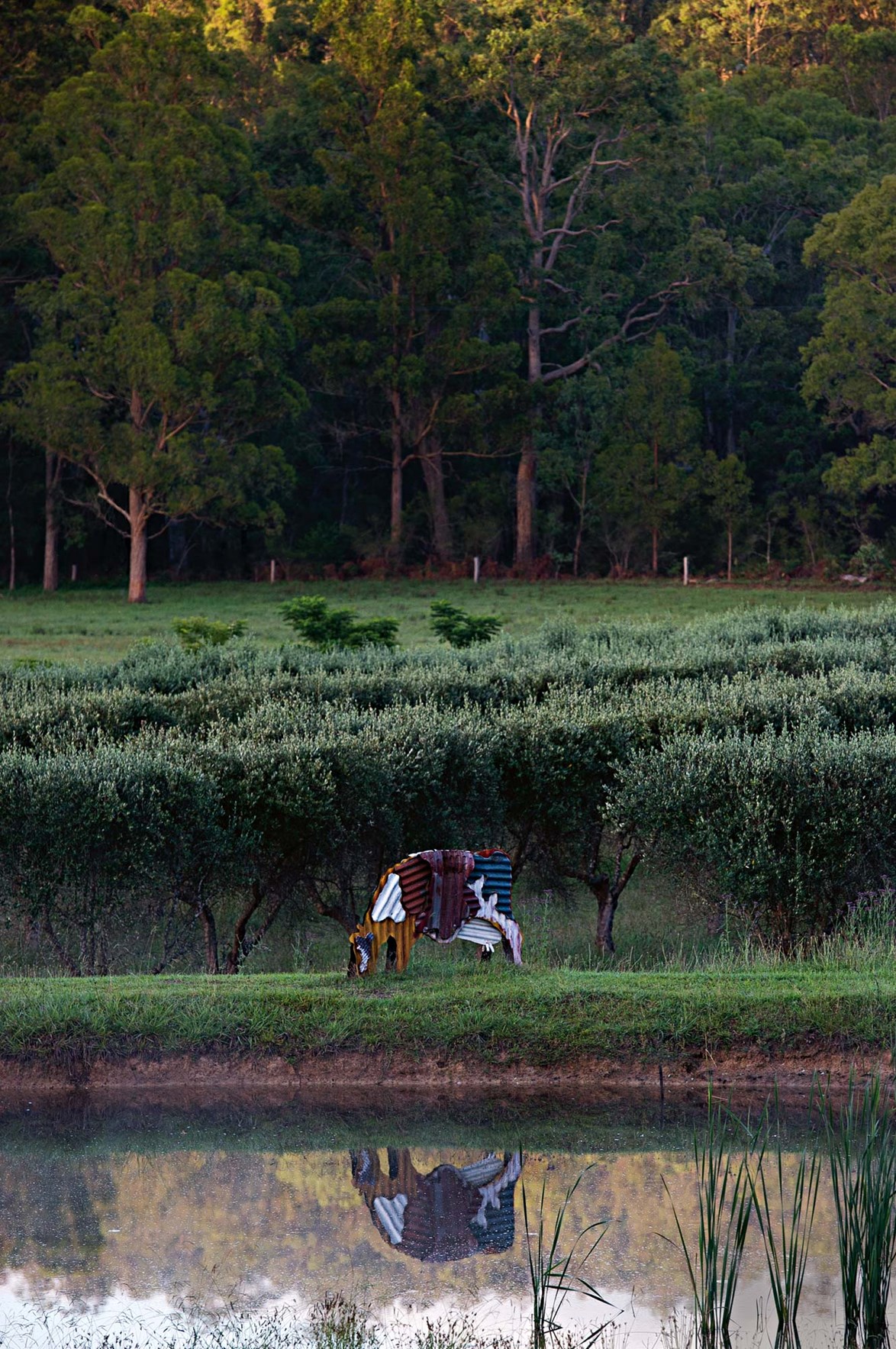 A corrugated iron sculpture by New Zealand artist Jeff Thomson is reflected in a pond on a [farming property in the Hunter Valley](https://www.homestolove.com.au/australian-farmhouse-design-13830|target="_blank").  Jeff's work has featured all around Australia, most notably at Canberra Airport wherethree large corrugated iron kangaroos stand at the end of the runway.