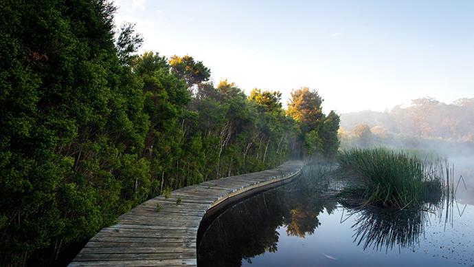 The hidden lake sits behind the house and a little hill. Early morning mist clears at the start of the eastern boardwalk, which snakes past the reeds into the tea-trees.