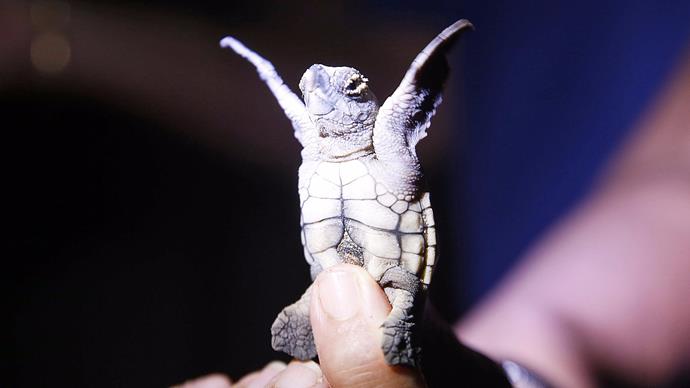 8\. [Witness the miracle of turtle life at Mon Repos](https://www.npsr.qld.gov.au/parks/mon-repos/turtle-centre.html). From January until March, the dunes of Mon Repos (12km from Bundaberg, QLD) wriggle with life as thousands of tiny turtles burst through their sandy nest and dash to the safety of the Great Barrier Reef. Watch both nesting and hatching and meet the rangers and volunteers who work tirelessly to ensure the survival of this species. Image courtesy of [Bundaberg Region](http://www.bundabergregion.org/mon-repos-turtle-centre). 