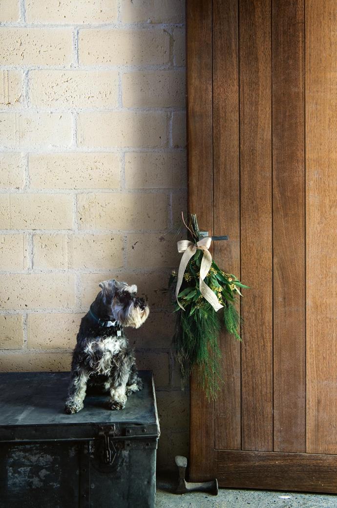 In this [picturesque Laguna home](https://www.homestolove.com.au/a-bush-christmas-in-the-nsw-hunter-valley-13941|target="_blank"), Archie the miniature schnauzer stands guard at the mud room door – someone has to do the hard work!