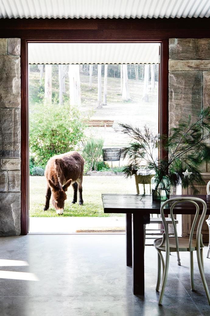 Large doors open the dining room up to the garden where Toby, one of the Blomfield's pet donkeys, is grazing. A vase of decorated casuarina pine branches sits on the table.
