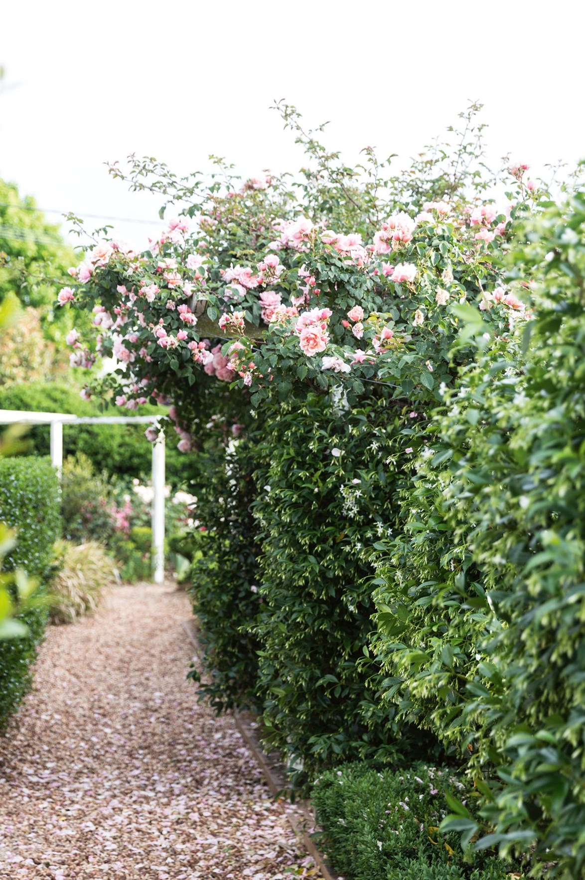 Swathes of blushing pink compliment the hedging and greenery at this [magnificent garden in Queensland](https://www.homestolove.com.au/magnificent-qld-garden-abloom-with-wisteria-and-rambling-roses-13978|target="_blank") where owner Amelia Wilshire cultivated her green thumb.
