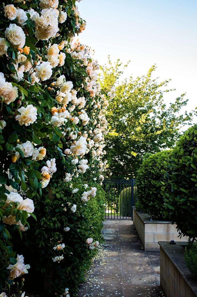 Sue and Steve Pate's garden in Victoria is walled in by climbing 'Buff Beauty' roses. This [Mornington Peninsula property](https://www.homestolove.com.au/garden-with-secret-lake-on-mornington-peninsula-13836|target="_blank") also hides a secret lake visited by herons, black swans and the couple's small alpaca family. *Photo: Claire Takacs*
