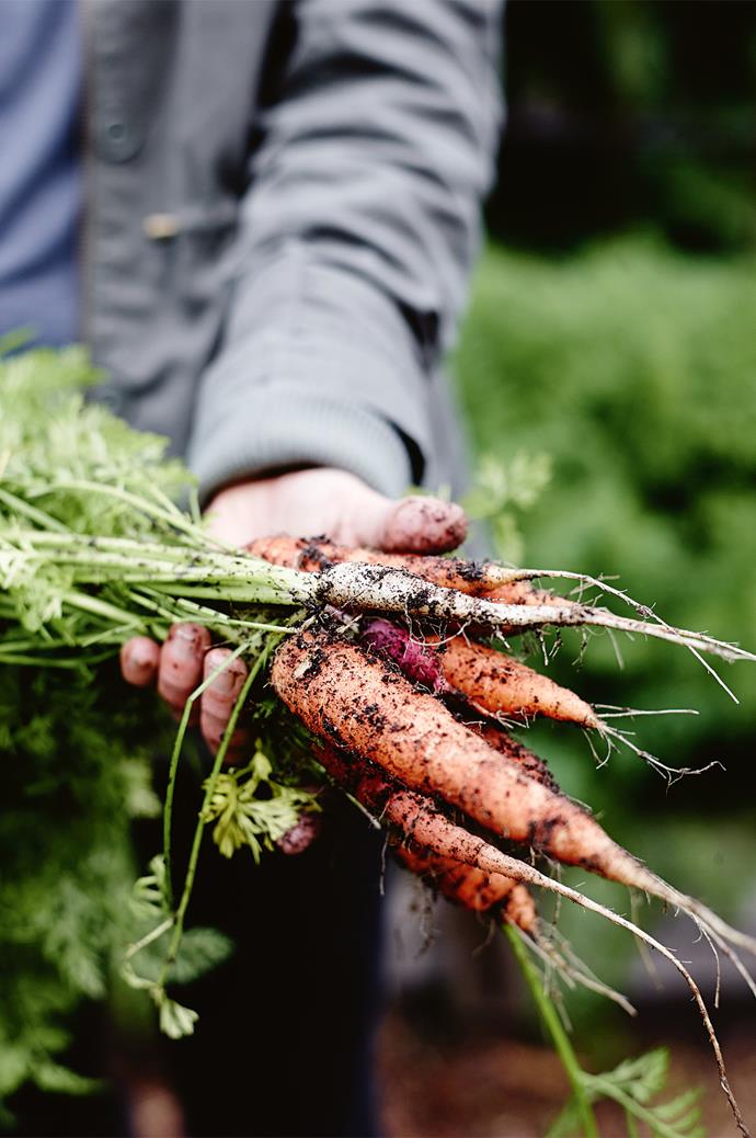 Freshly harvested carrots at [Burnside Organic Farm](https://www.homestolove.com.au/organic-farm-margaret-river-western-australia-13994|target="_blank") in WA's Margaret River region. Gently rubbing vegetables as you rinse them will greatly increase the effectiveness of washing.