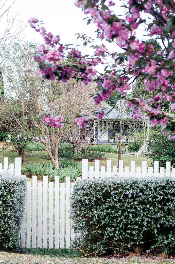 The front of the 1910 weatherboard cottage features white French doors. In the front yard stands a cherry blossom tree and hedge of teucrium.