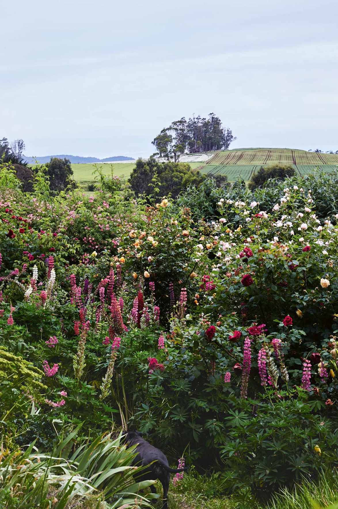 Sable the dog disappears into bushes of roses and other tall perennials. This sprawling garden is the brainchild of Tom Lyons and Fraser Young, who were inspired to create a [garden in Northern Tasmania](https://www.homestolove.com.au/rose-haven-a-lush-garden-in-northern-tasmania-14015|target="_blank") after attending a seminar by gardening author Susan Irvine. *Photo: Mark Roper*