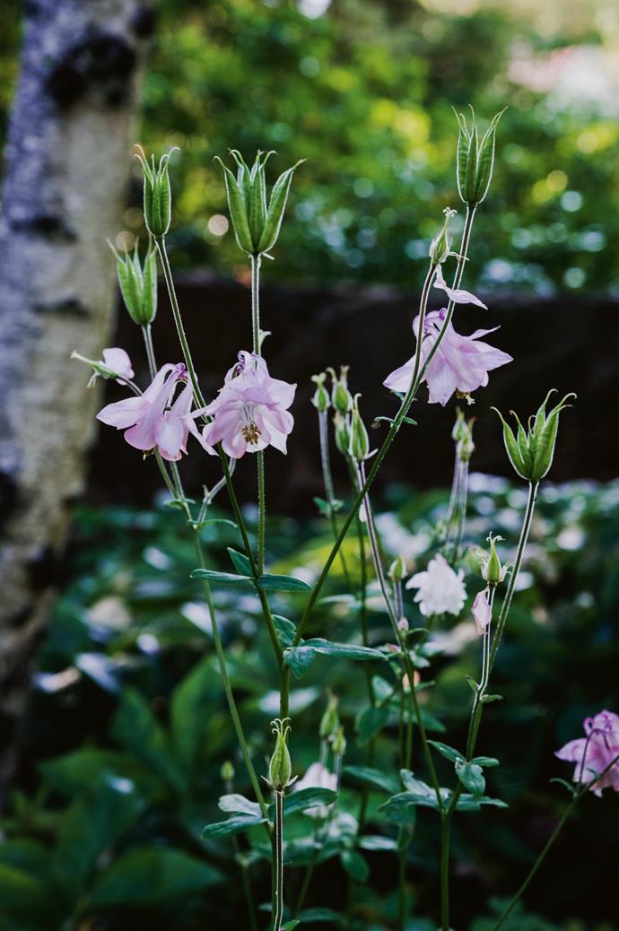 Aquilegias, also called columbines, self-seed through this woodland garden and [flower in spring](https://www.homestolove.com.au/11-best-spring-flowers-13235|target="_blank").
