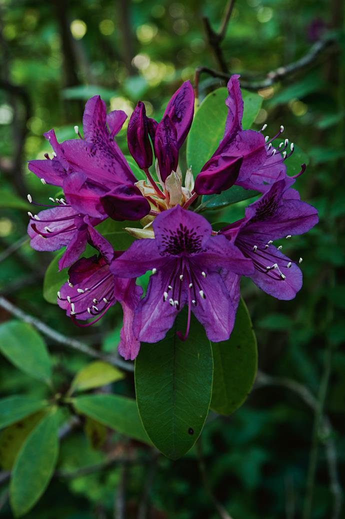 Rhododendron [flowers are in bloom](https://www.homestolove.com.au/15-flowering-gardens-18896|target="_blank") in spring.