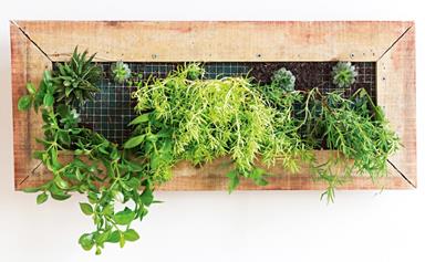 The best herbs to grow in your garden