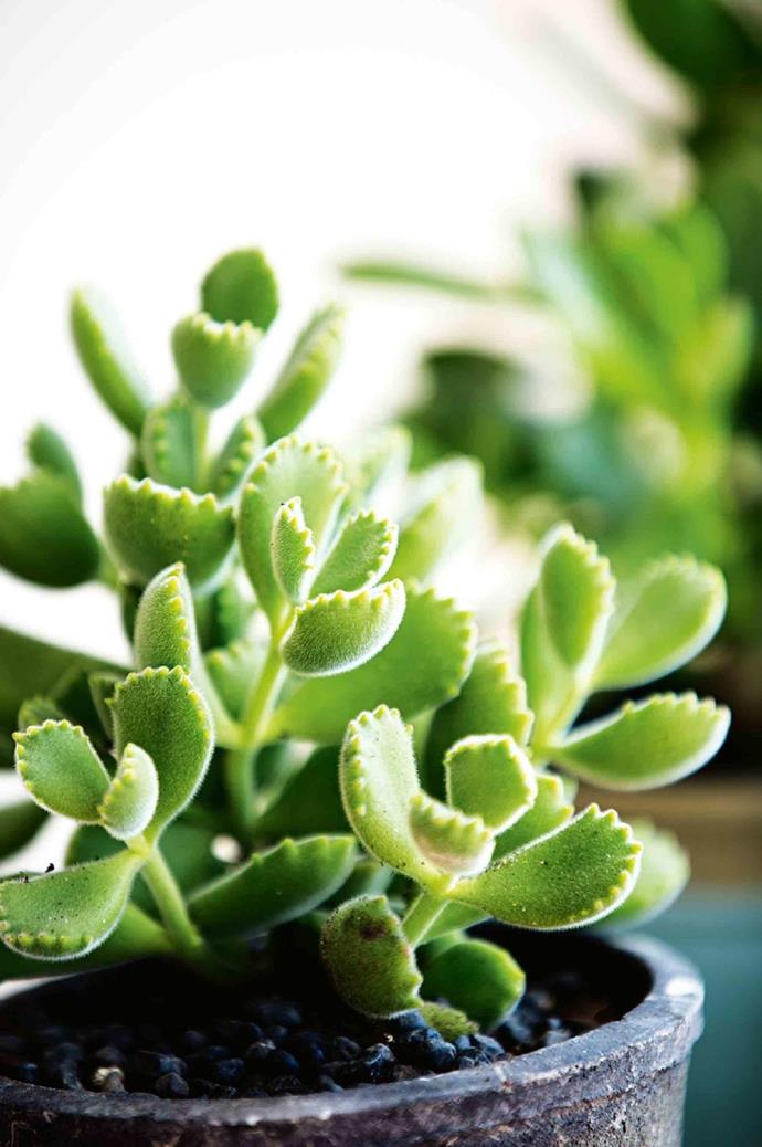 Bear's paws are a sculptural succulent, suitable for both indoors and out.