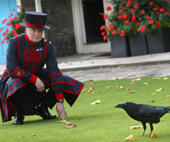 Ravenmaster Derrick Coyle looks at one of the ravens at the Tower of London.