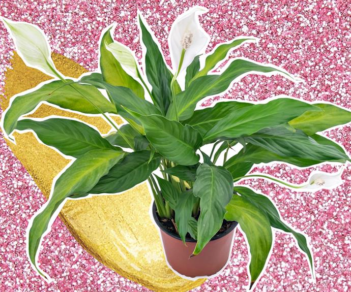 The Peace Lily earned it's lovely name.