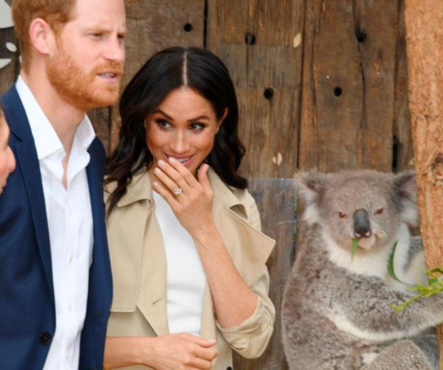 Meghan can't stop giggling - but the koala remains unfazed. *(Image: Getty Images)*
