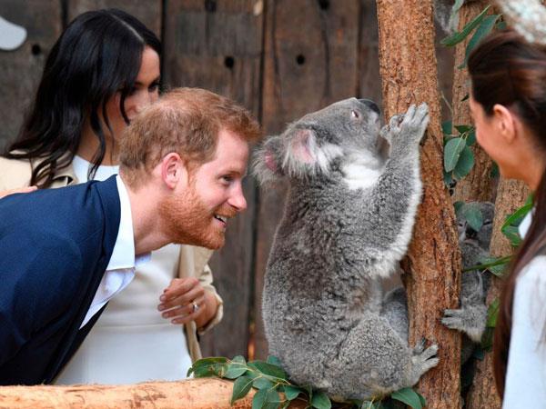 Prince Harry gets up close and personal with Aussie wildlife. (Image: Getty Images)