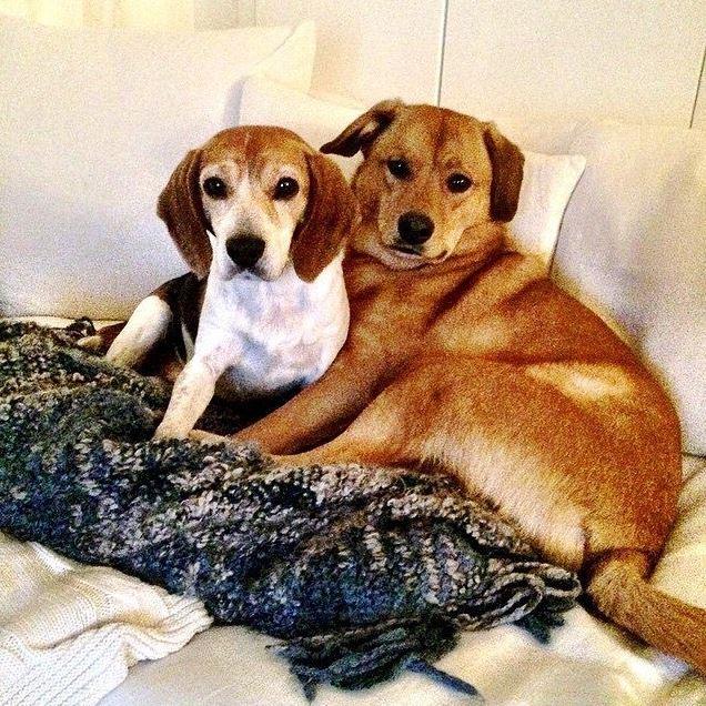 Could Guy and Bogart be the most photogenic dogs ever?