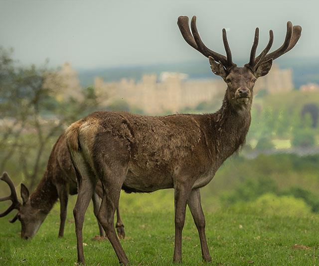 Stag and deer roam the lush green grounds. *(Image: Getty)*