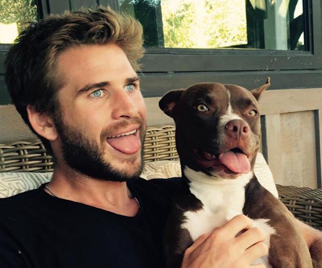 Liam Hemsworth (and his wife Miley Cyrus) are big advocates for rescuing animals and here's why you should be too! *(Image: Instagram @liamhemsworth)*
