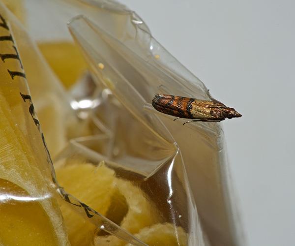 Pantry moths normally live anywhere from 30 days to 300 days depending on the conditions.